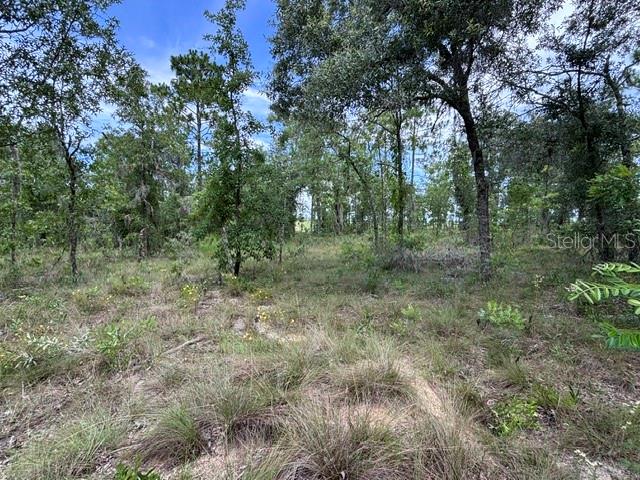 Photo of SE 16 LANE MORRISTON FL 32668