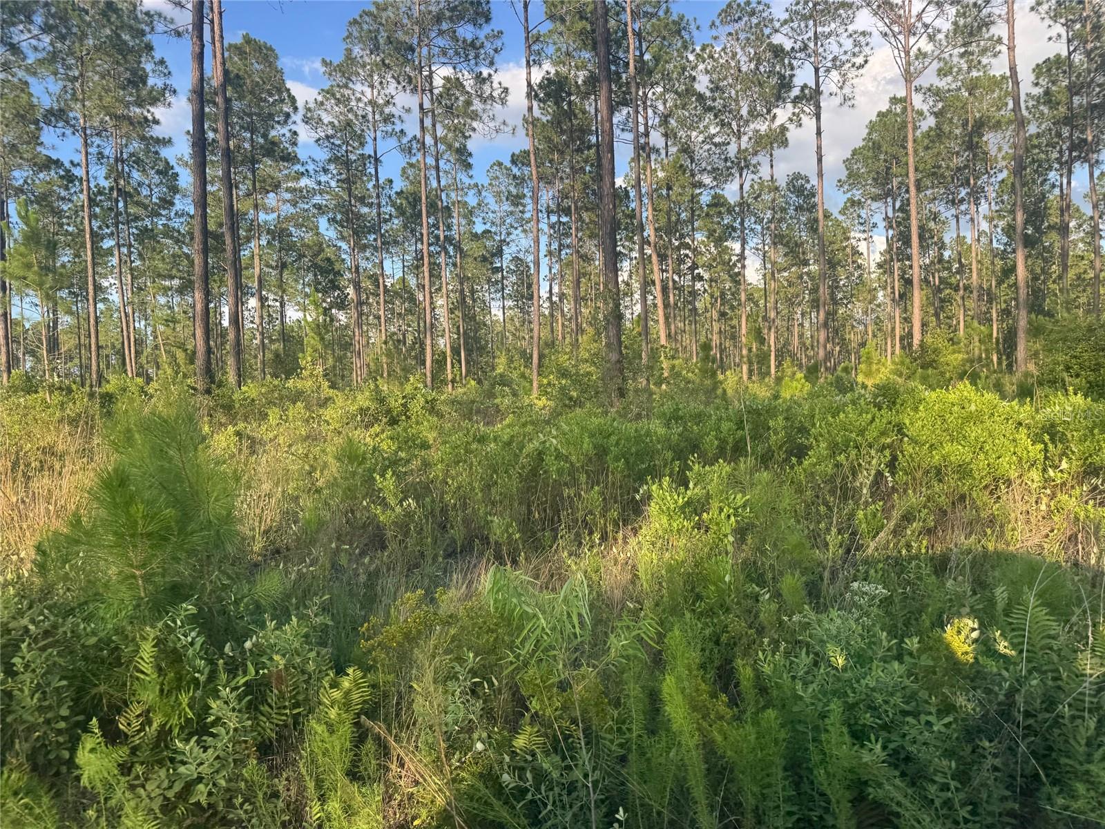 Photo of TBD NW CR 235 LAKE BUTLER FL 32054