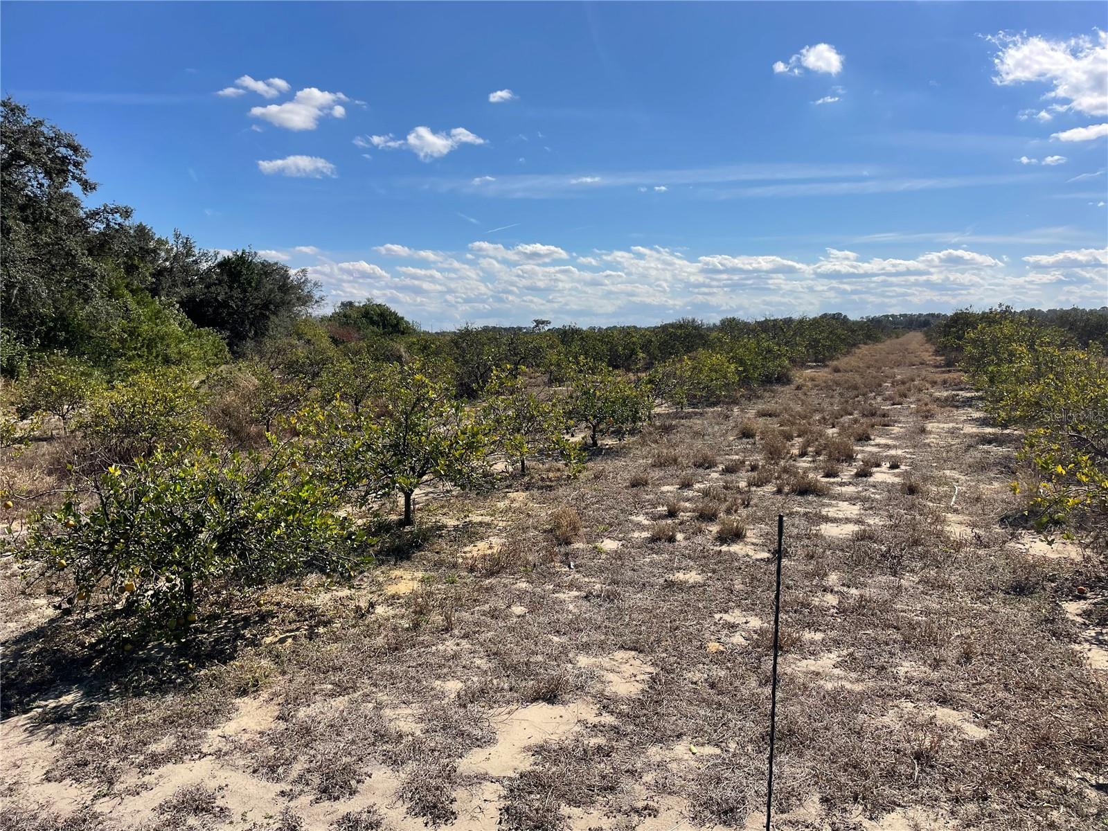 Photo of LAWRENCE STEWART ROAD FROSTPROOF FL 33843
