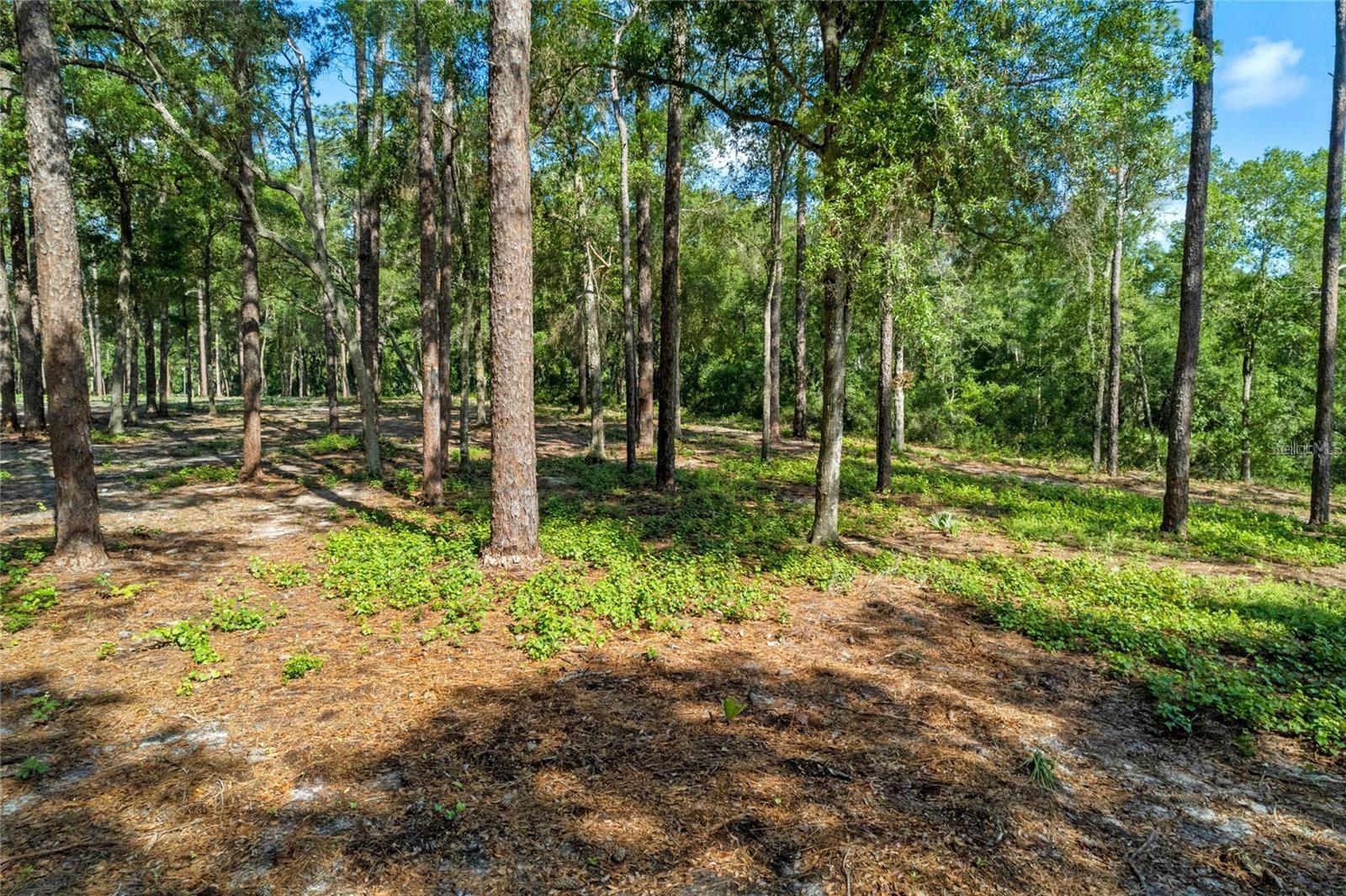 Photo of 29901 STATE ROAD 44 EUSTIS FL 32736