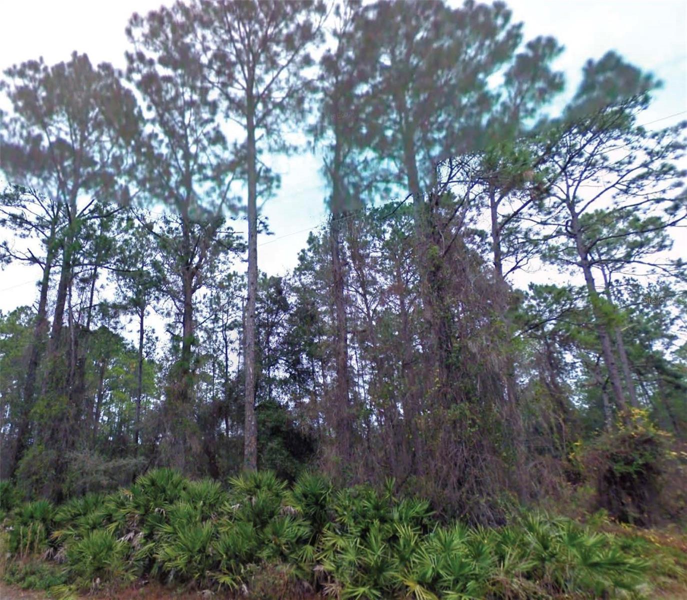 Photo of NE 66TH AVENUE CITRA FL 32113