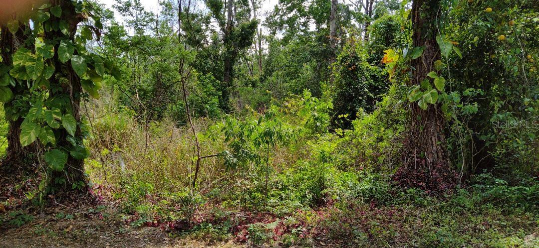 Photo of MARJORIE BOULEVARD LONGWOOD FL 32750