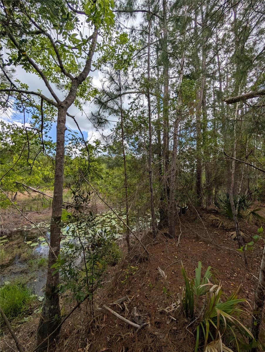 Photo of 38521 ILEX TRAIL EUSTIS FL 32736