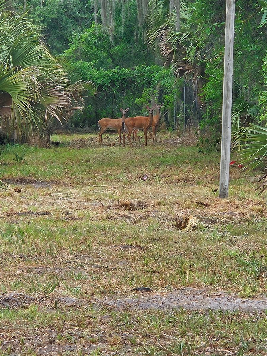 Photo of 0000 CULVER WAY GENEVA FL 32732