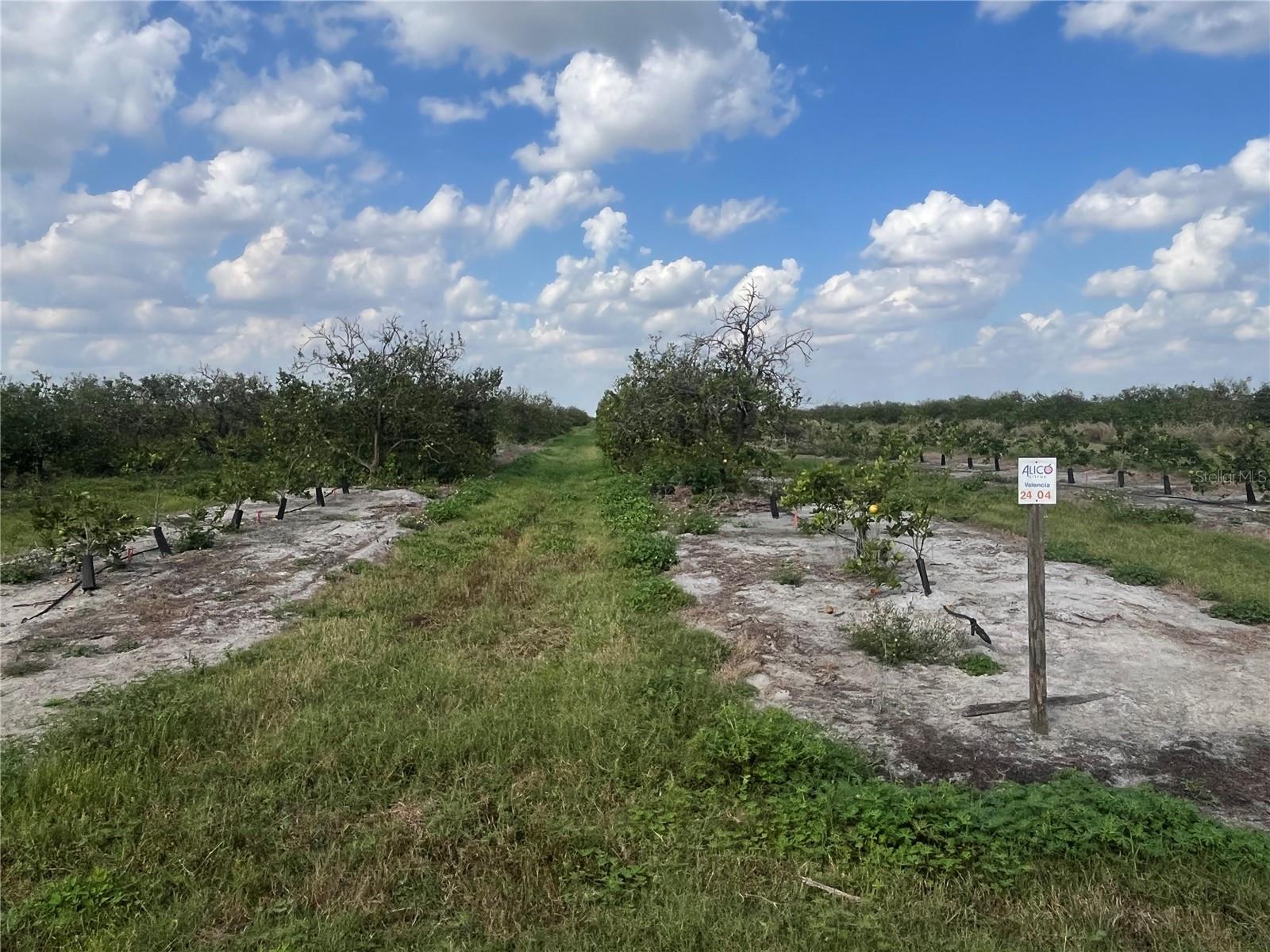 Photo of NE HWY 70 #04-24-04 ARCADIA FL 34266