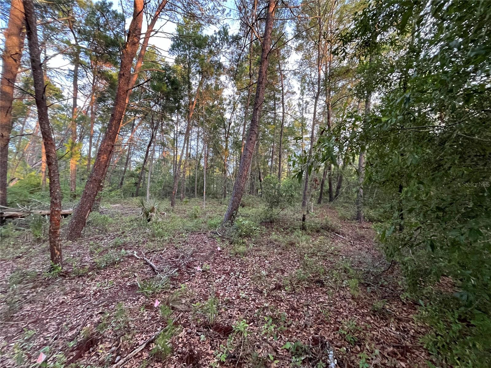 Photo of TBD TWIN LAKES ROAD INTERLACHEN FL 32148