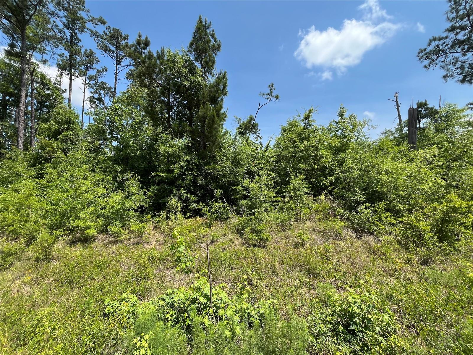 Photo of TBD GRAND QUIVIERA CIRCLE ALFORD FL 32420