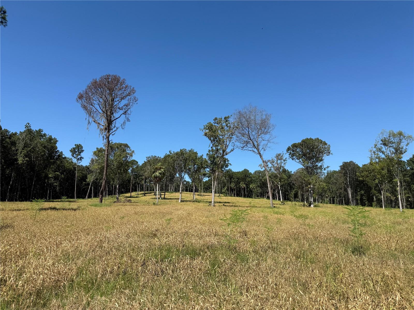Photo of 62ac NW 193RD ST MICANOPY FL 32667
