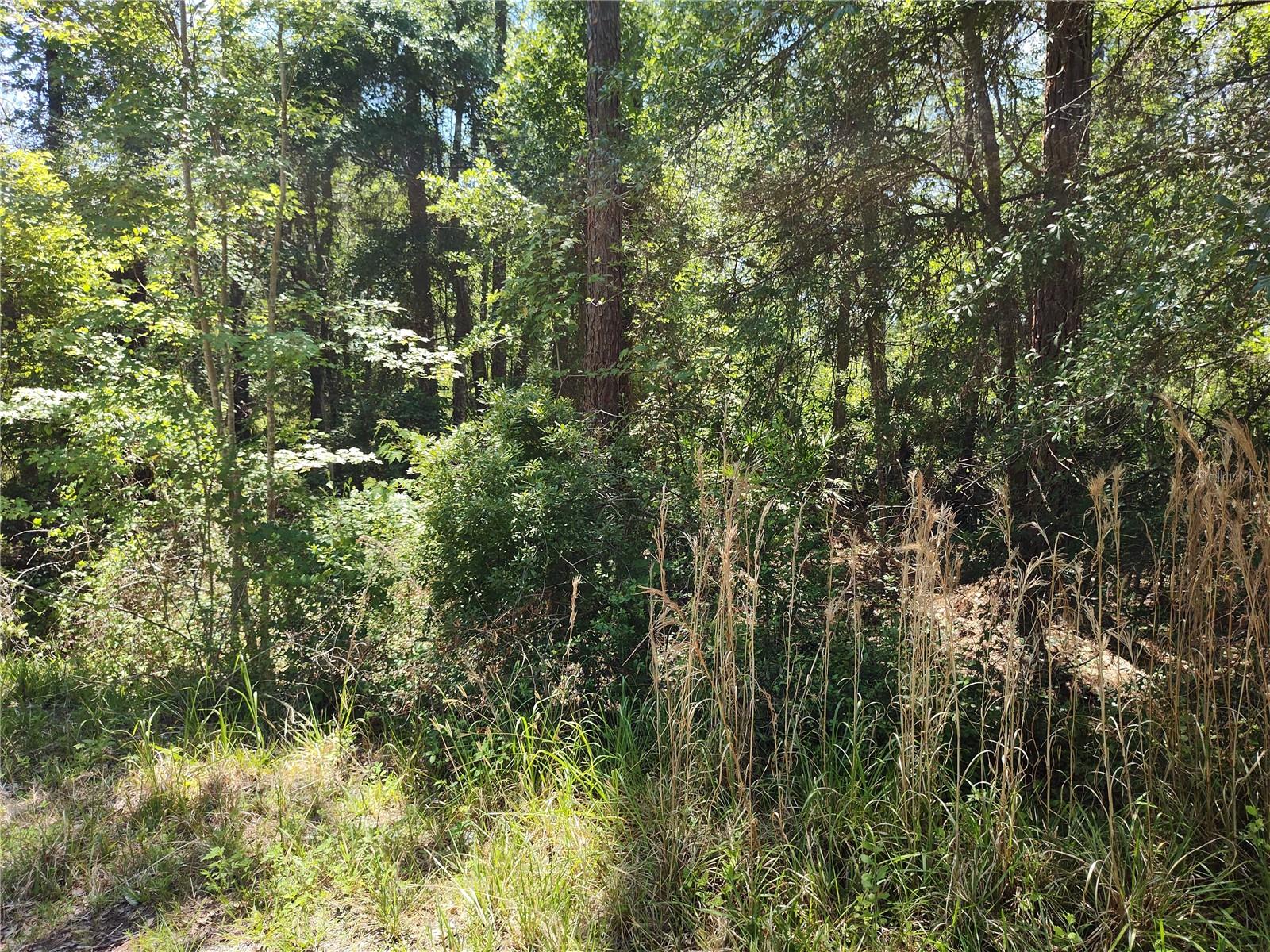 Photo of 0000 NE 66TH AVENUE CITRA FL 32113