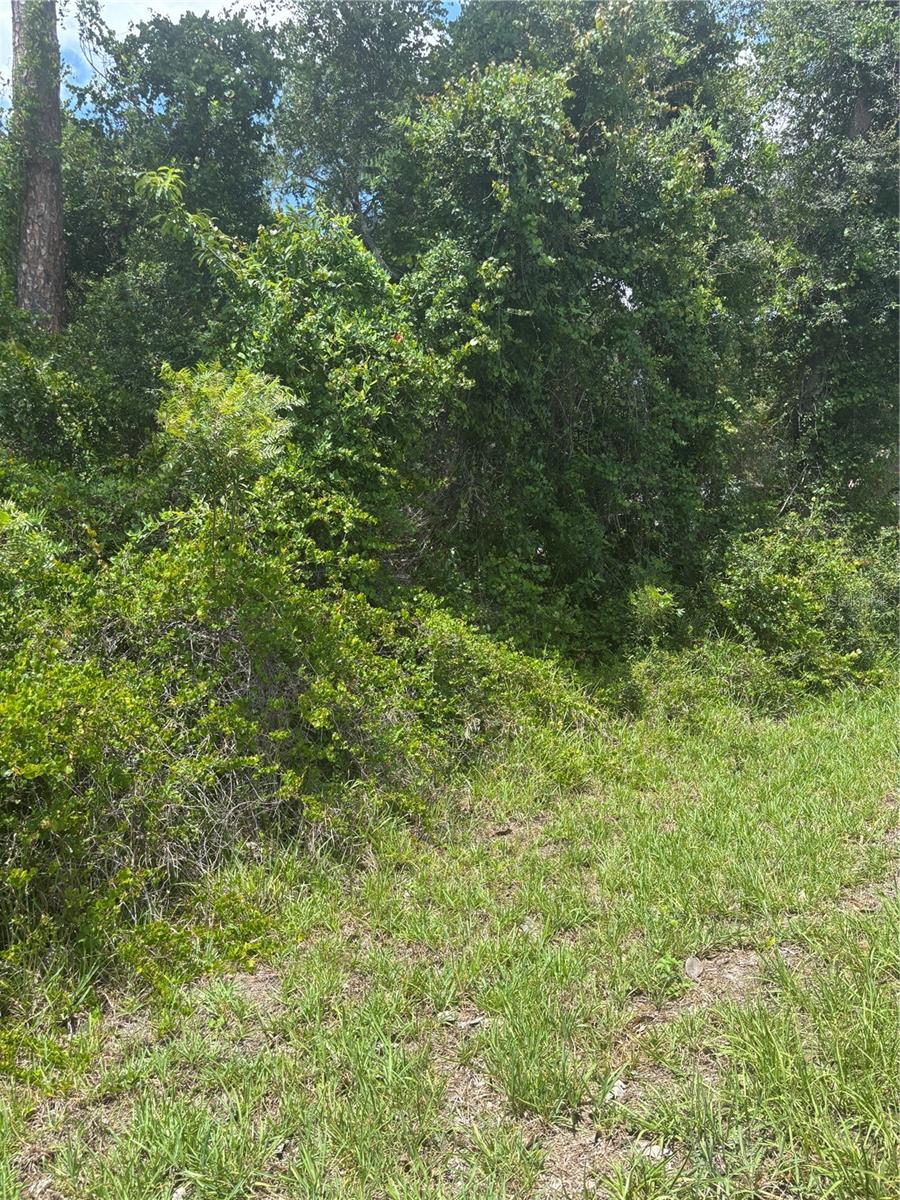 Photo of 00 SE 186TH COURT OCKLAWAHA FL 32179