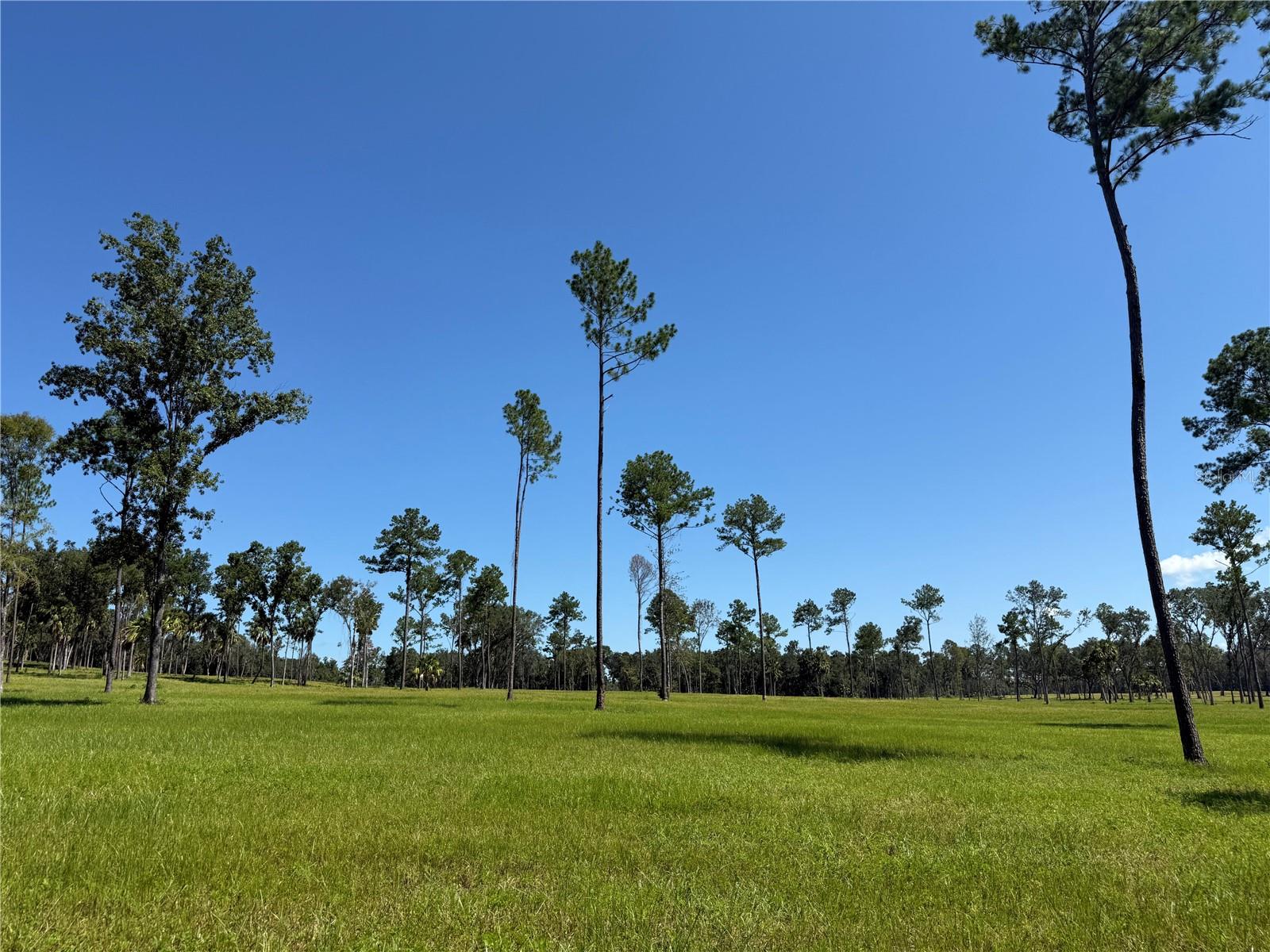 Photo of DR #5 (24ac) NW 193RD ST MICANOPY FL 32667