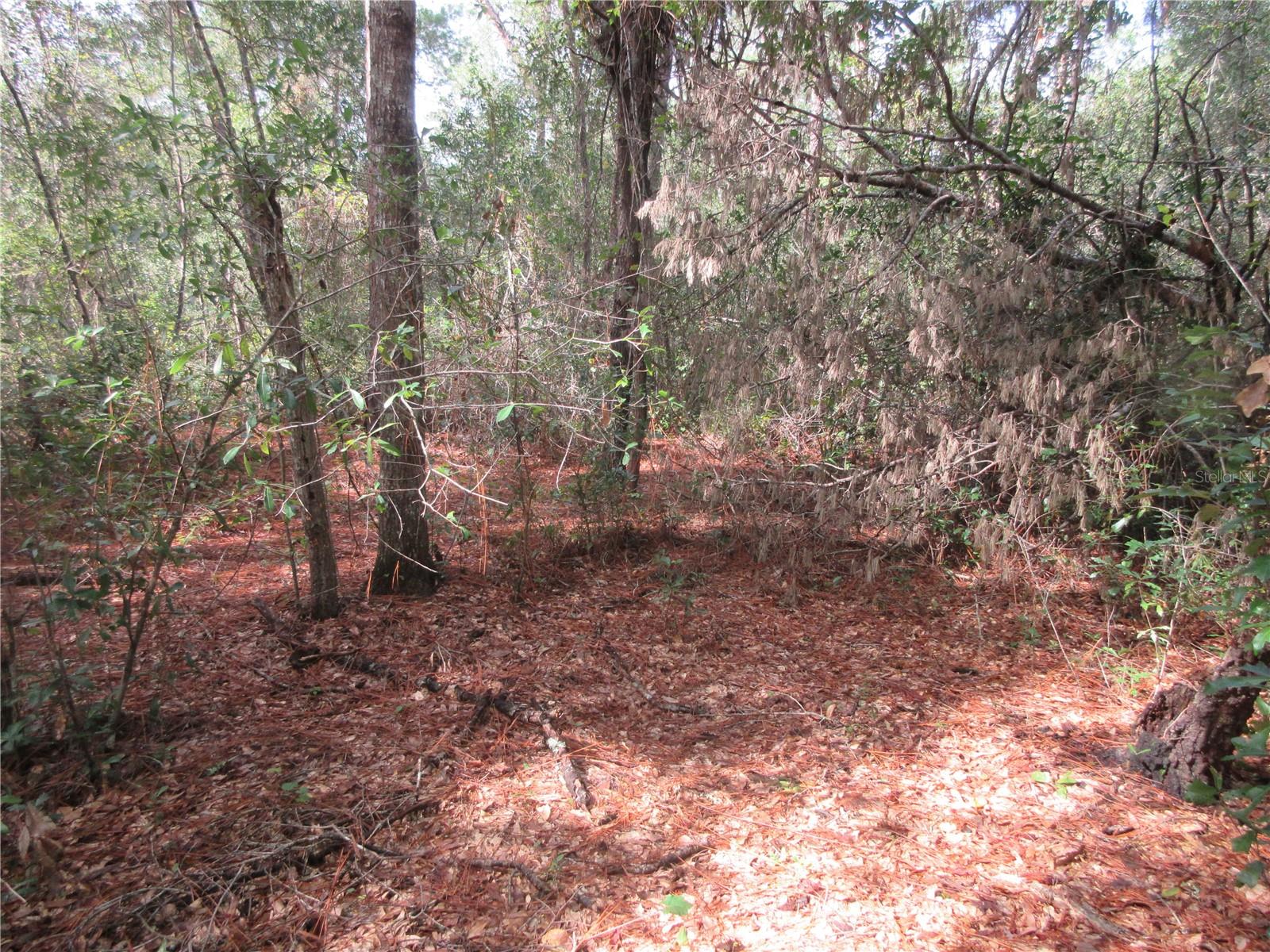 Photo of NE 171ST COURT SILVER SPRINGS FL 34488