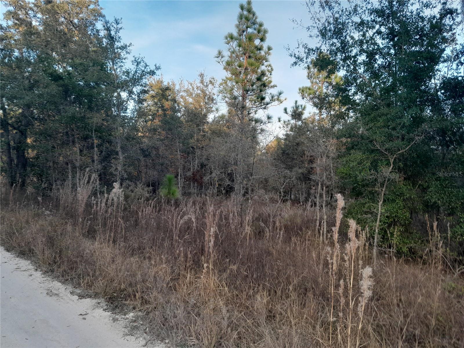 Photo of 1531 NE 123RD AVENUE WILLISTON FL 32696