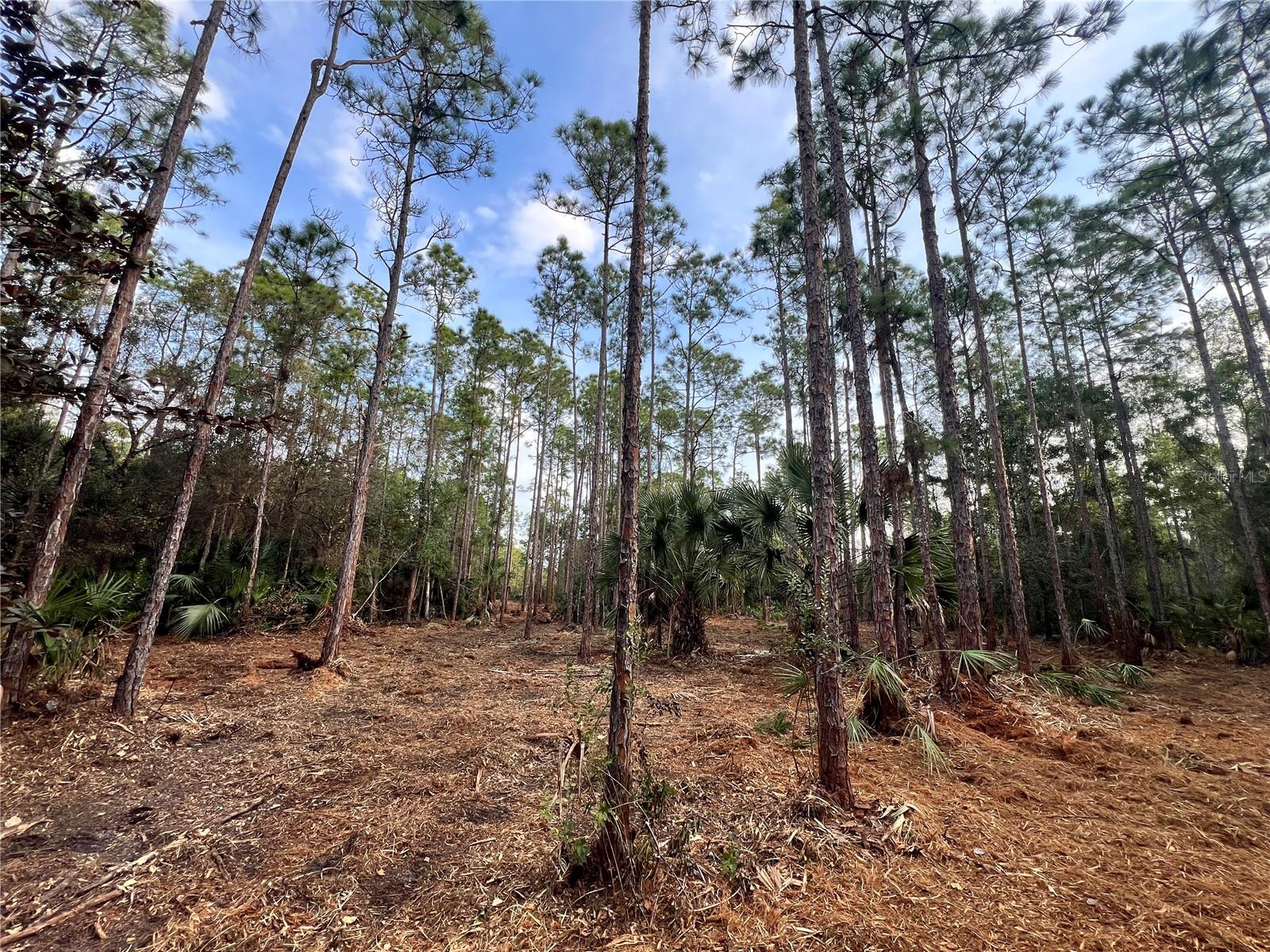 Photo of PANTERA LN NAPLES FL 34120