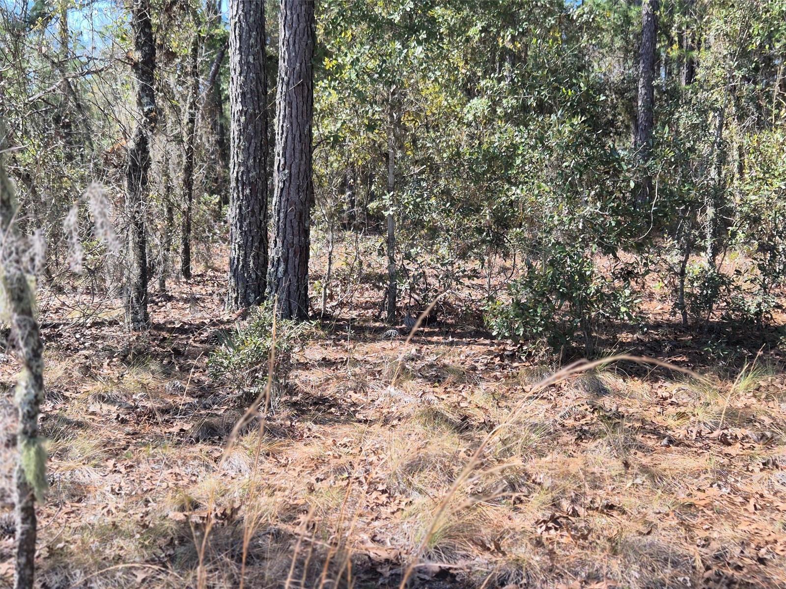 Photo of 00 NE 137TH AVENUE WILLISTON FL 32696