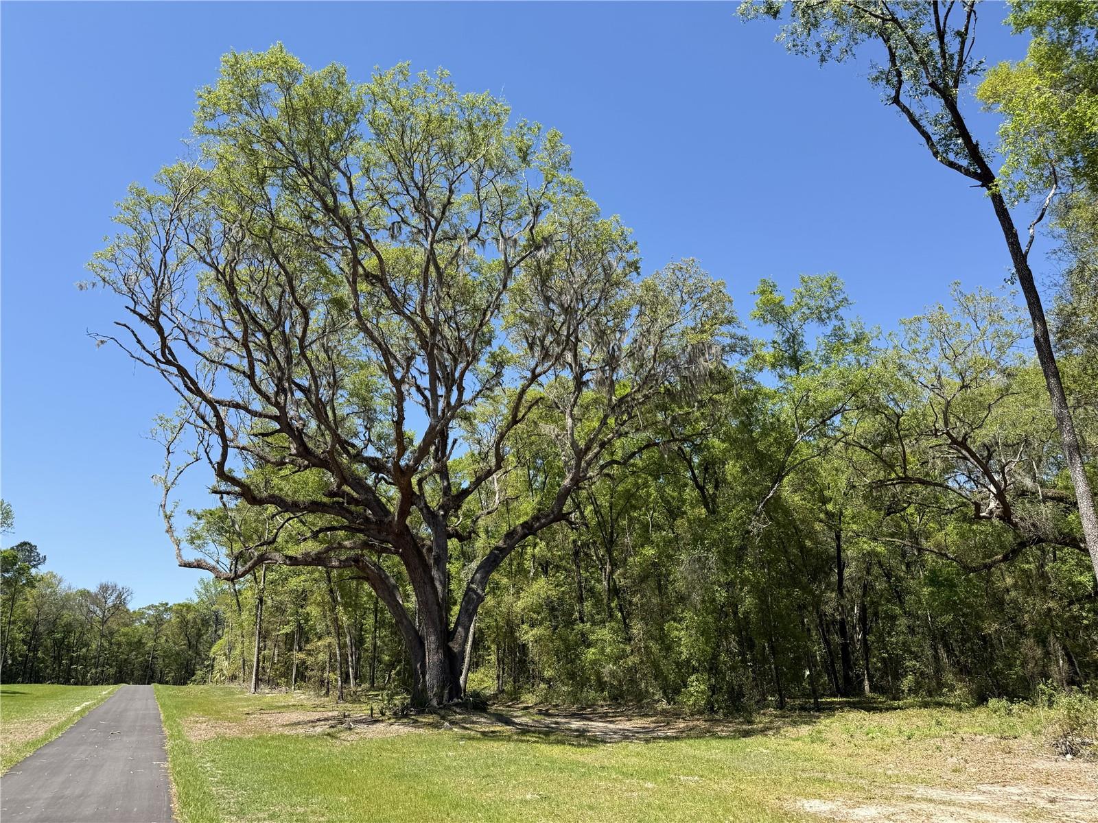 Photo of Irvine Acres #5 (13ac) W HWY 318 REDDICK FL 32686