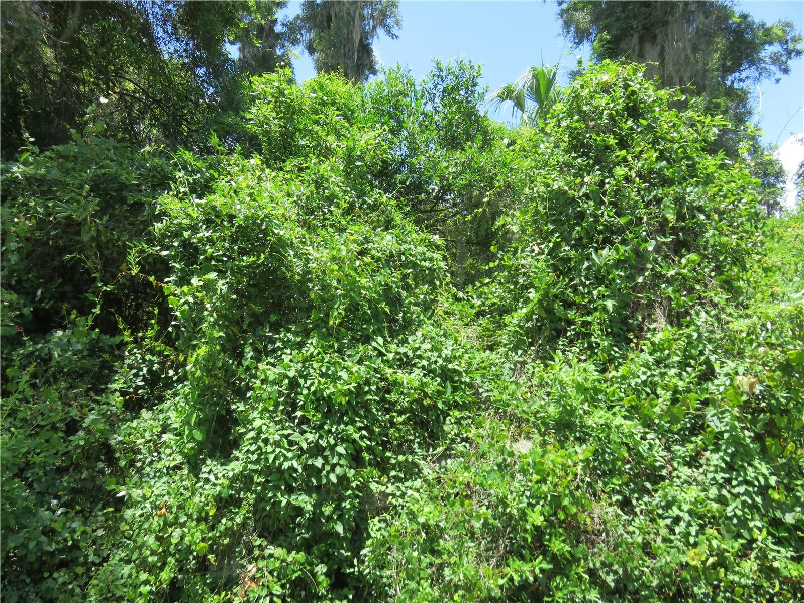 Photo of 00 SE 142 PLACE SUMMERFIELD FL 34491