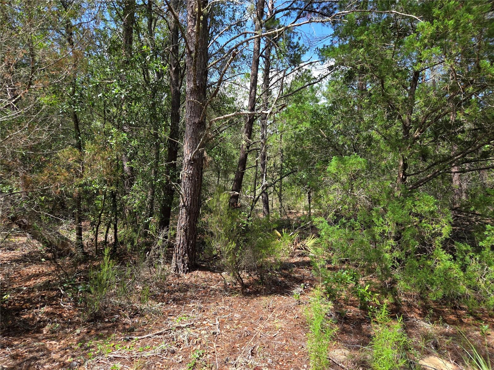 Photo of 0000 NE 95TH STREET ARCHER FL 32618