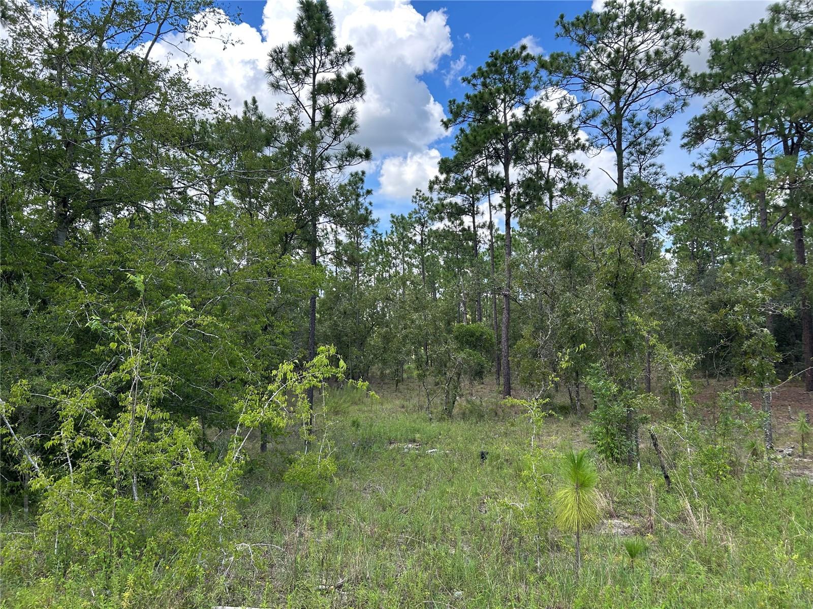Photo of TBD SE 26TH STREET MORRISTON FL 32668