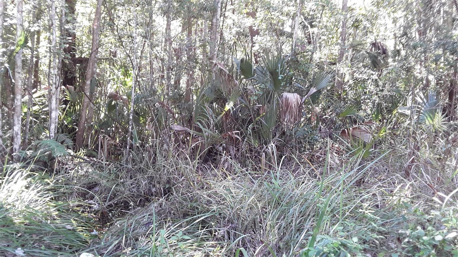 Photo of 17768 NW 296TH STREET OKEECHOBEE FL 34972