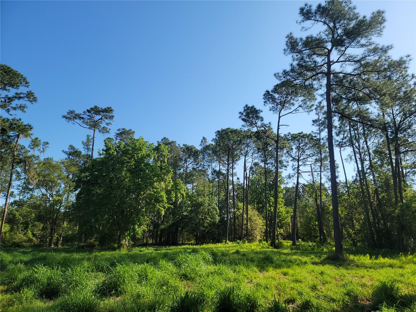 Photo of POLLARD ROAD WINTER HAVEN FL 33884