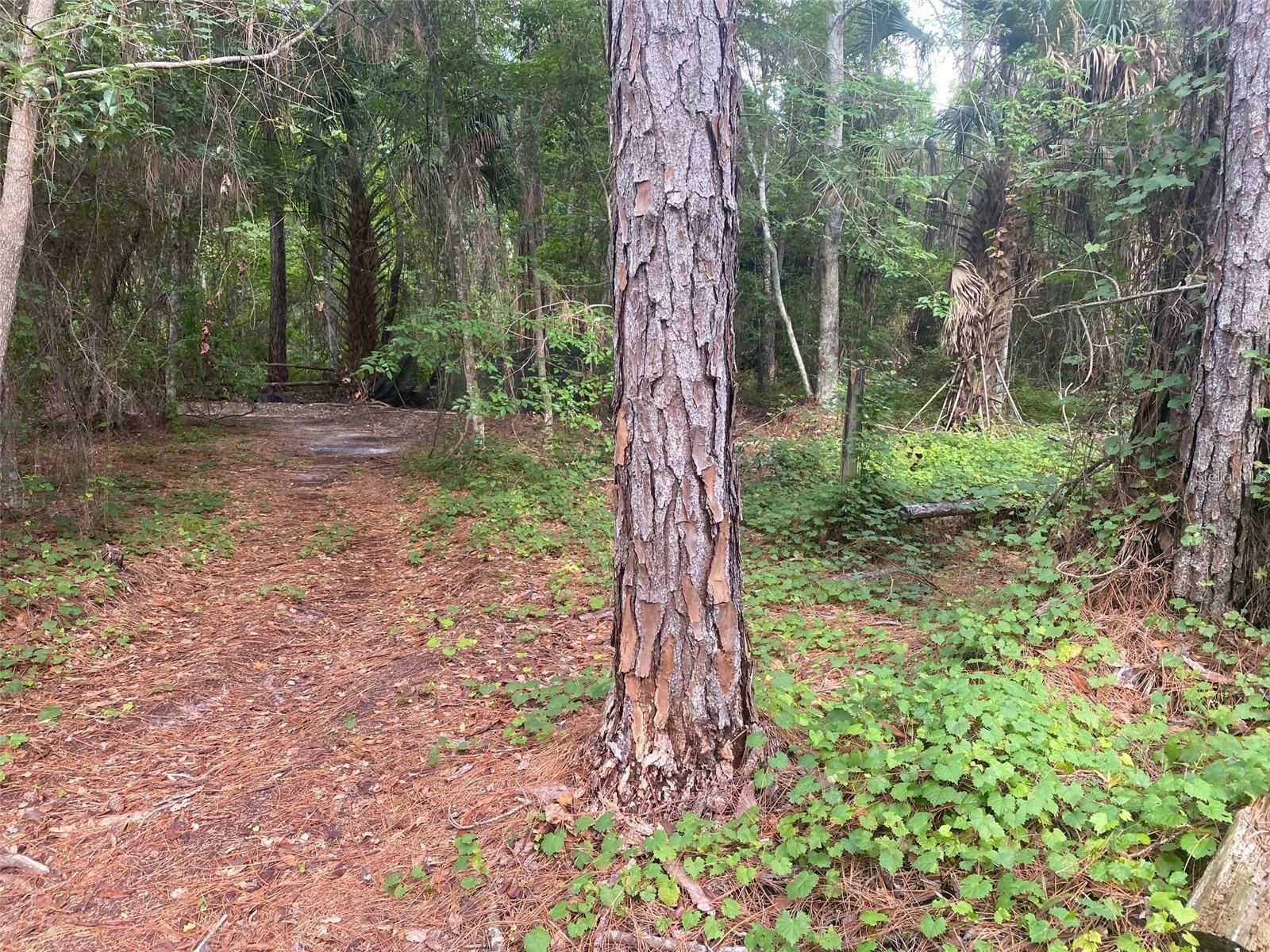 Photo of 709 GEORGETOWN DENVER ROAD CRESCENT CITY FL 32112