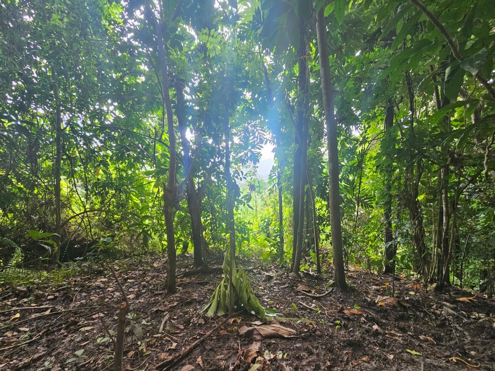 Photo of PR 970 MAIZALES WARD NAGUABO PR 00718