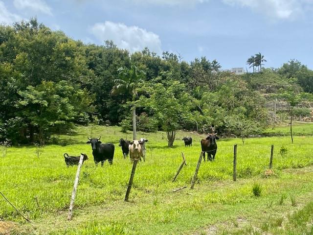Photo of PR 155 RAMAL 646 VEGA BAJA PR 00693