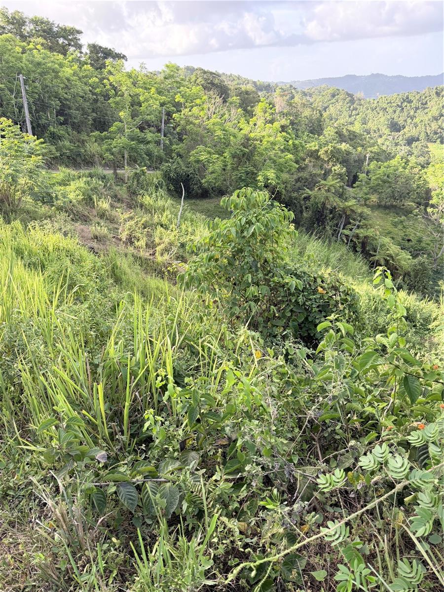 Photo of PR 785 KM 2.0 #4 CAGUAS PR 00727
