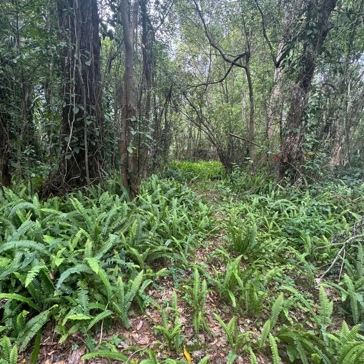 Photo of JONES AVENUE SANFORD FL 32773
