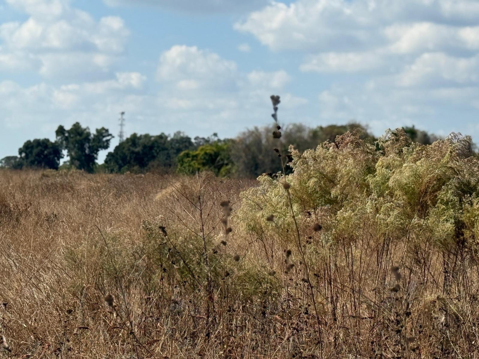 Photo of 12828 FORT KING HIGHWAY THONOTOSASSA FL 33592