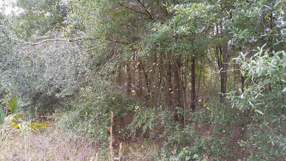 Photo of ROLLING MEADOW LAND O LAKES FL 34639