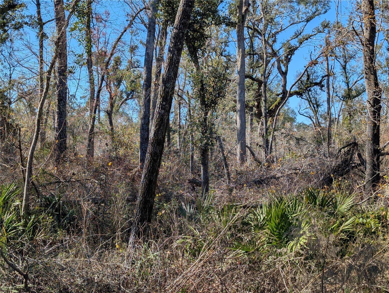 Photo of NW FOX RUN TRAIL #107 MAYO FL 32066