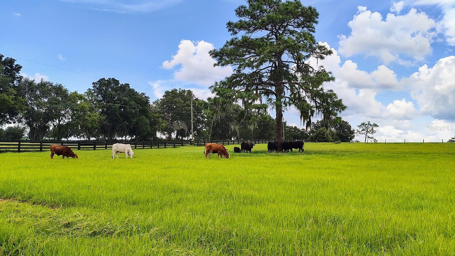 Photo of 8385 S PLEASANT GROVE ROAD INVERNESS FL 34452