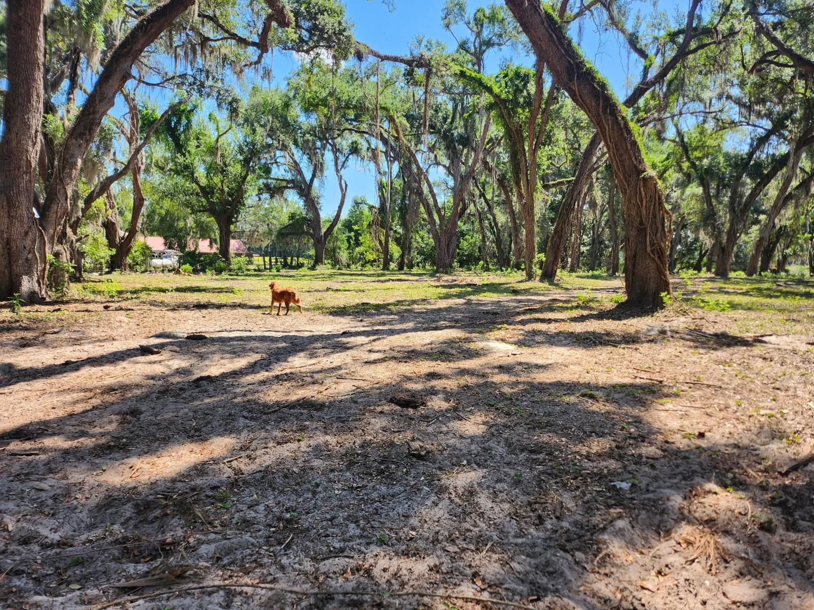 Photo of MUCK POND ROAD SEFFNER FL 33584