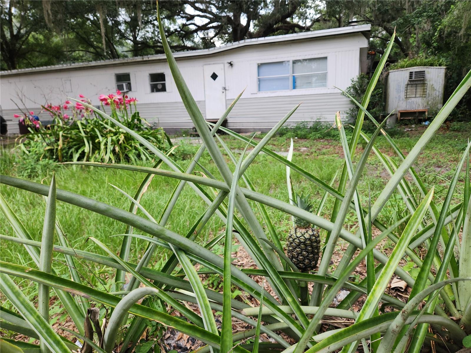 Photo of 24815 AUDREY ROAD LAND O LAKES FL 34639