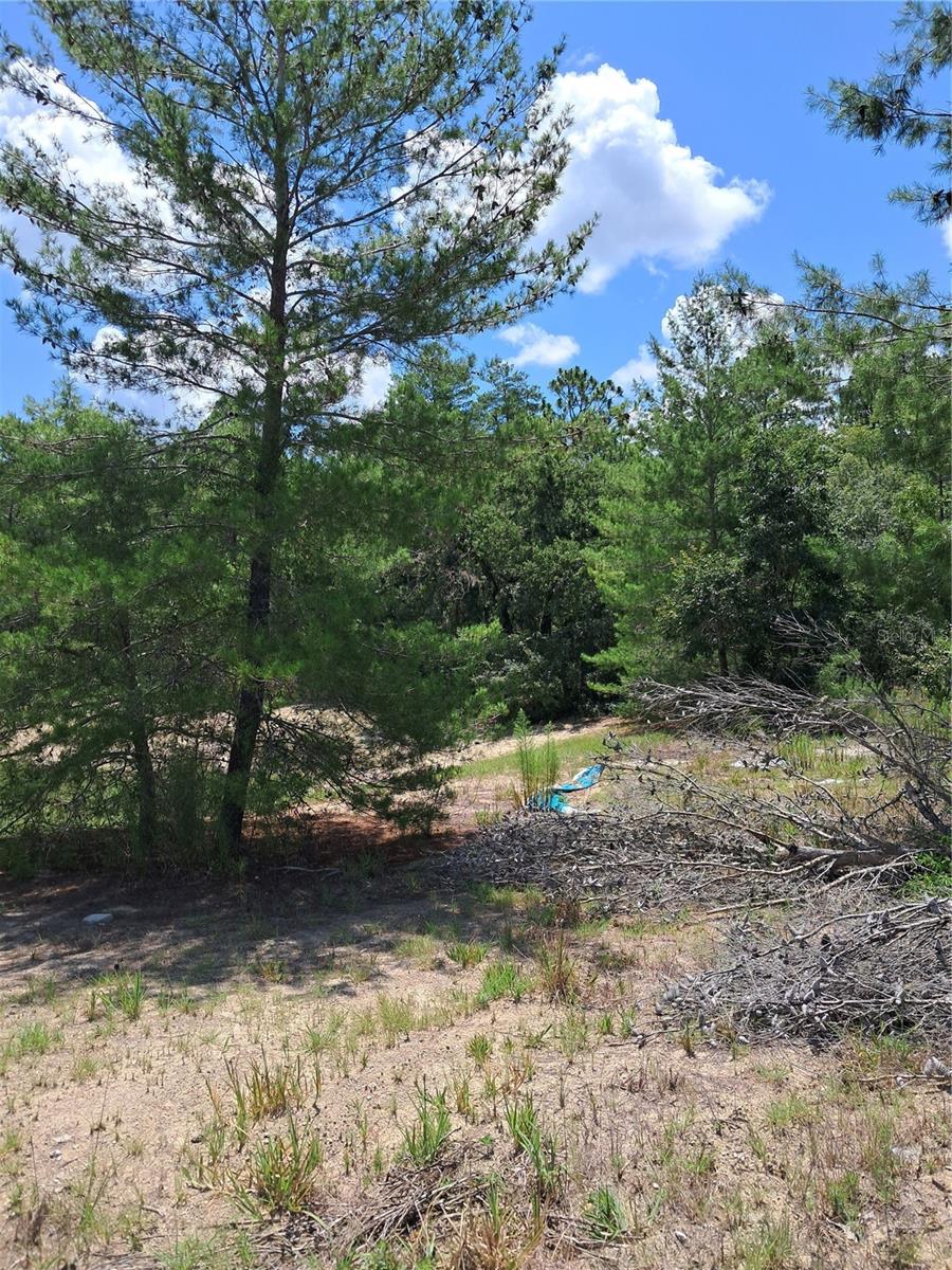 Photo of 0 SW 65 AVE ROAD OCALA FL 34473