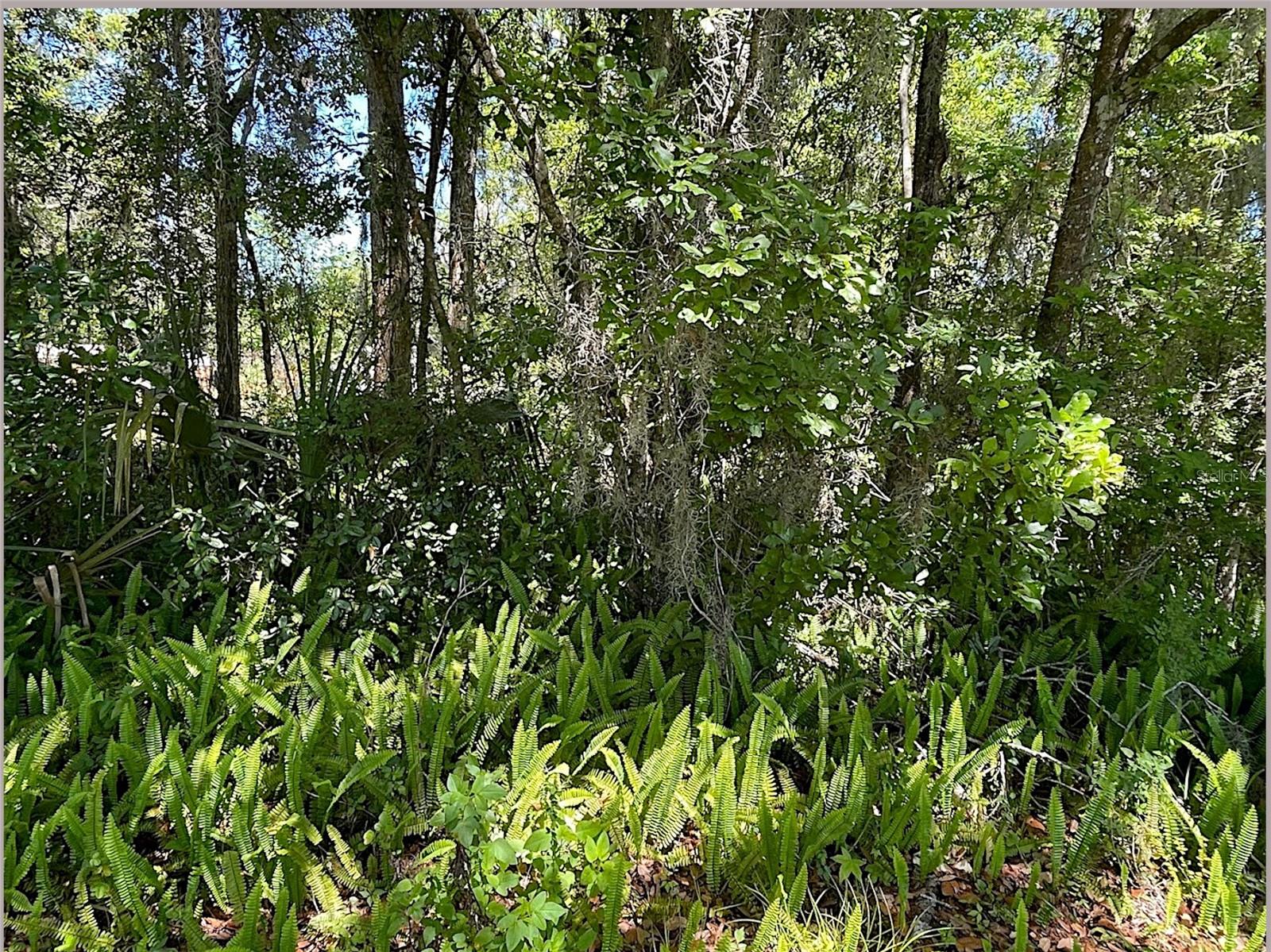 Photo of UNION STREET BROOKSVILLE FL 34601