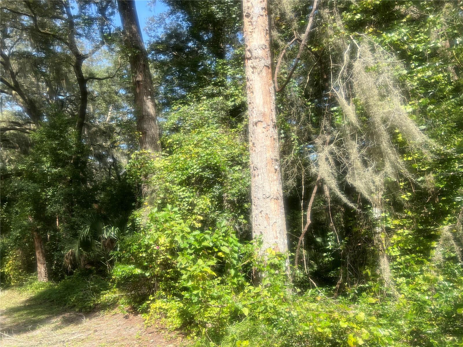 Photo of 1215 ARREDONDO GRANT ROAD DE LEON SPRINGS FL 32130