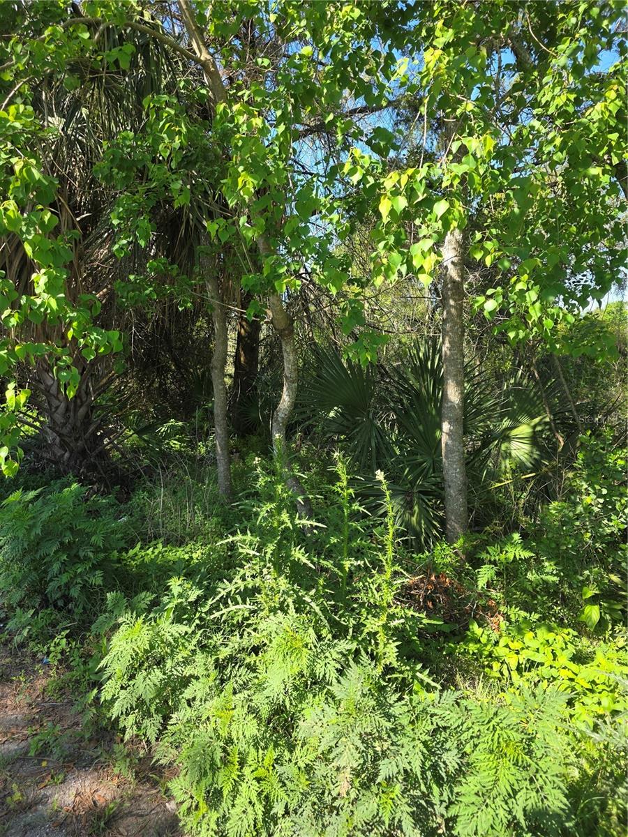 Photo of 226 WALNUT AVENUE ORANGE CITY FL 32763