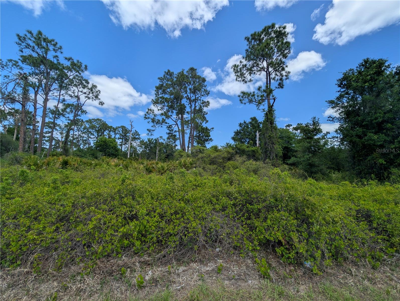 Photo of 784 WASHINGTON BOULEVARD LAKE PLACID FL 33852