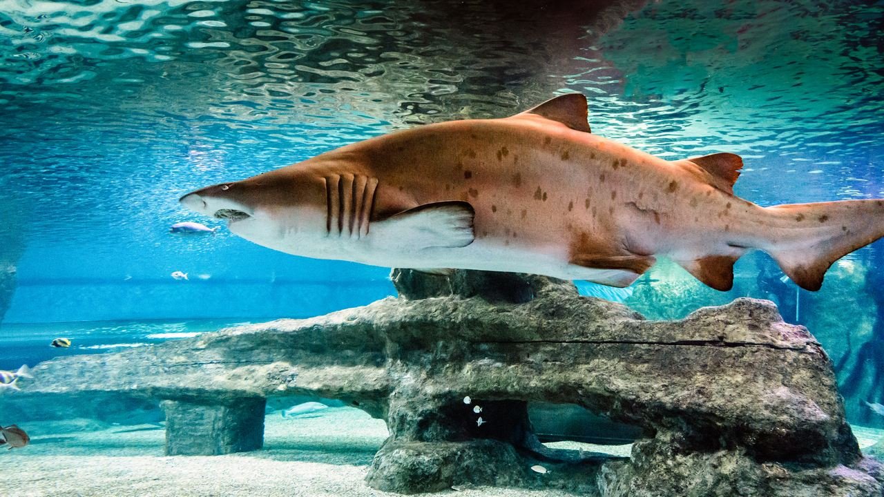 Aquarium Costa de Almería Tu actividad en