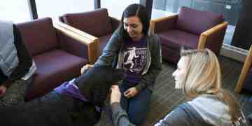 Dog Therapy