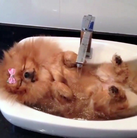 adorable dogs