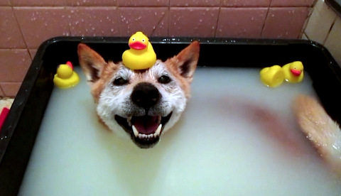 dogs in bathtubs