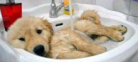 1-animals-taking-baths