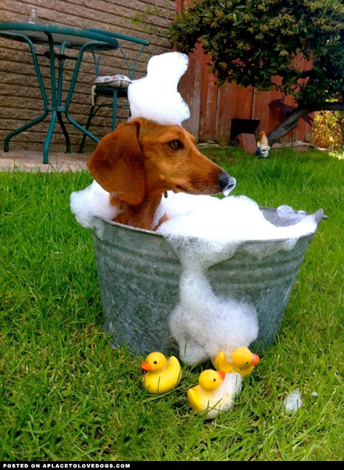 puppies in bathtubs