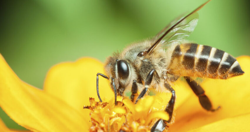 4 Things To Do When Your Child Is Stung By A Bee Riley Children S Health