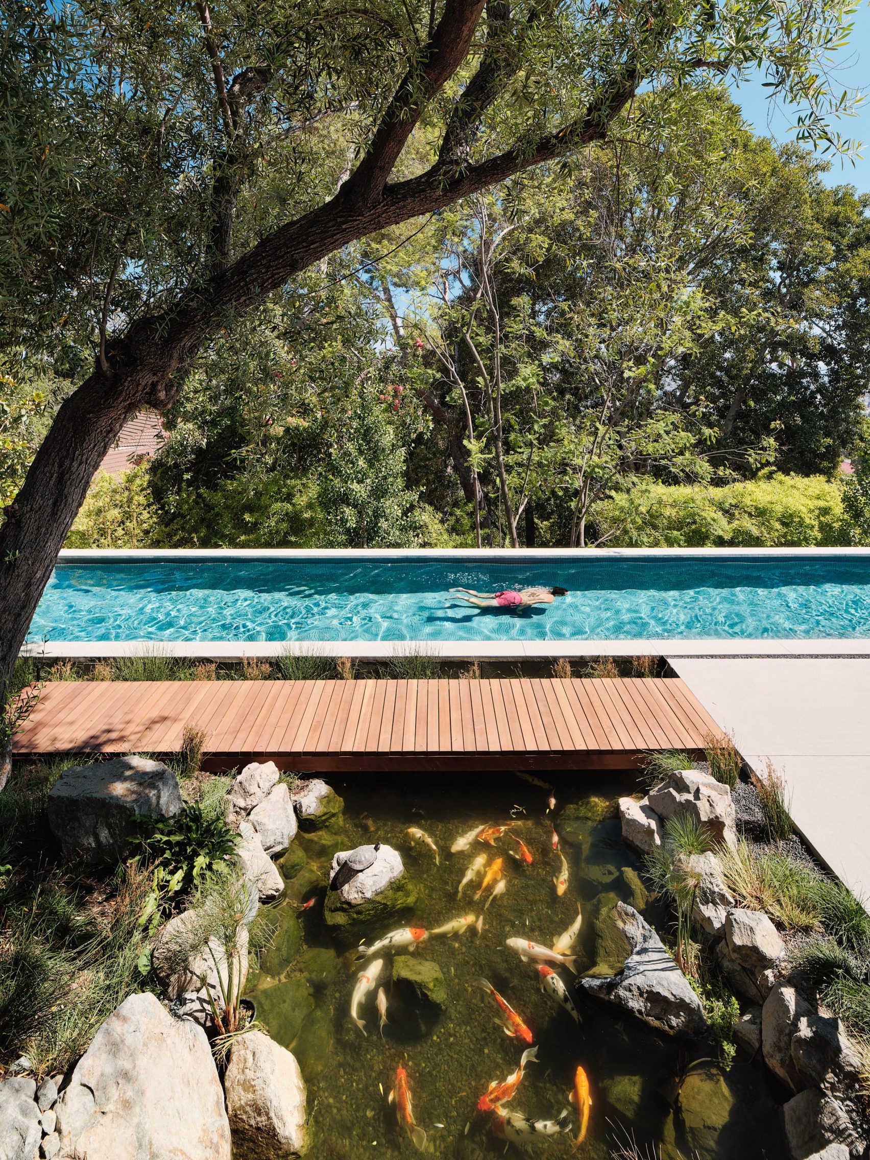 Backyard with koi pond and swimming pool.