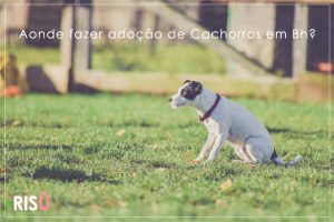Adoção de Cães Bh